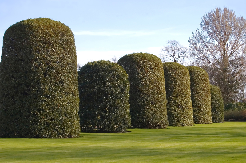 Garden lawn